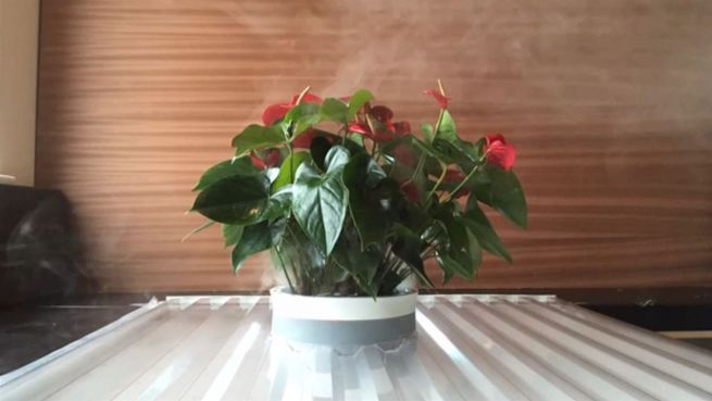 go to Vergiftete Luft: Ein innovatives Bio-Filtersystem als Lösung